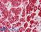 DIA1 antibody, LS-B9227, Lifespan Biosciences, Immunohistochemistry frozen image 