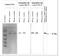 Enolase 2 antibody, orb109169, Biorbyt, Western Blot image 