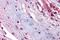 Upper Zone Of Growth Plate And Cartilage Matrix Associated antibody, NBP1-72115, Novus Biologicals, Immunohistochemistry frozen image 