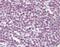 URB1 Ribosome Biogenesis Homolog antibody, orb96597, Biorbyt, Immunohistochemistry paraffin image 
