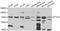 Prostaglandin-Endoperoxide Synthase 1 antibody, A7341, ABclonal Technology, Western Blot image 
