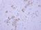Synapse Associated Protein 1 antibody, PA5-31624, Invitrogen Antibodies, Immunohistochemistry frozen image 