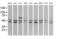 Ring Finger Protein 39 antibody, MA5-26227, Invitrogen Antibodies, Western Blot image 