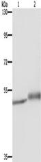 Mig6 antibody, TA351402, Origene, Western Blot image 