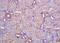 Neuronatin antibody, orb157964, Biorbyt, Immunohistochemistry paraffin image 