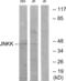 Mitogen-Activated Protein Kinase Kinase 4 antibody, abx013493, Abbexa, Western Blot image 