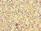 EPH Receptor A1 antibody, orb45830, Biorbyt, Immunohistochemistry paraffin image 