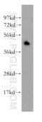 Protein C Receptor antibody, 11391-1-AP, Proteintech Group, Western Blot image 