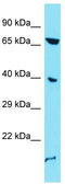 Enolase 4 antibody, TA335879, Origene, Western Blot image 