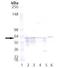 Heat Shock Protein Family D (Hsp60) Member 1 antibody, LS-B3702, Lifespan Biosciences, Western Blot image 