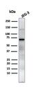 Alkaline Phosphatase, Placental antibody, GTX34974, GeneTex, Western Blot image 