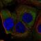 Ribosomal Protein L36a antibody, HPA077586, Atlas Antibodies, Immunocytochemistry image 