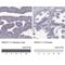 Sperm Associated Antigen 17 antibody, NBP1-93841, Novus Biologicals, Immunohistochemistry paraffin image 
