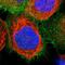 Myosin-Ib antibody, PA5-53069, Invitrogen Antibodies, Immunofluorescence image 