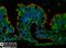 Villin 1 antibody, NBP1-32841, Novus Biologicals, Immunofluorescence image 