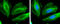 Filamin B antibody, GTX632425, GeneTex, Immunofluorescence image 