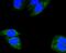 Glutaminase antibody, A01272-1, Boster Biological Technology, Immunocytochemistry image 