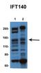 Intraflagellar transport protein 140 homolog antibody, orb324653, Biorbyt, Western Blot image 
