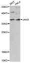 Junctional Adhesion Molecule 3 antibody, LS-C749923, Lifespan Biosciences, Western Blot image 