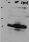 Caspase 5 antibody, orb345557, Biorbyt, Western Blot image 