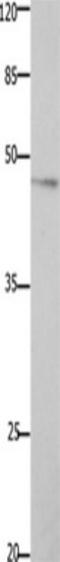 Growth Hormone Secretagogue Receptor antibody, TA322790, Origene, Western Blot image 