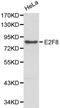 E2F Transcription Factor 8 antibody, PA5-75986, Invitrogen Antibodies, Western Blot image 