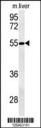 NIPA Like Domain Containing 3 antibody, 61-880, ProSci, Western Blot image 