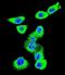 Caveolin 2 antibody, LS-C168342, Lifespan Biosciences, Immunofluorescence image 