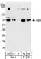 Histone acetyltransferase MYST2 antibody, A302-224A, Bethyl Labs, Western Blot image 