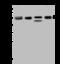 FKBP Prolyl Isomerase 5 antibody, 200355-T46, Sino Biological, Western Blot image 