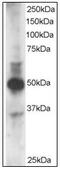 GATA Binding Protein 3 antibody, AP23635PU-N, Origene, Western Blot image 
