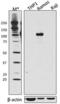 BTB Domain And CNC Homolog 2 antibody, 695602, BioLegend, Western Blot image 