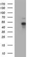 Paired Box 5 antibody, TA590505, Origene, Western Blot image 