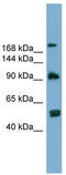 Autophagy Related 2A antibody, TA333848, Origene, Western Blot image 