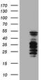 SERPINB2 antibody, TA503927, Origene, Western Blot image 