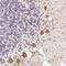 Armadillo Like Helical Domain Containing 4 antibody, NBP1-86526, Novus Biologicals, Immunohistochemistry frozen image 