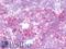 Ribophorin II antibody, LS-B10027, Lifespan Biosciences, Immunohistochemistry frozen image 