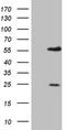 Interferon-activable protein 205-B antibody, NBP2-45907, Novus Biologicals, Western Blot image 