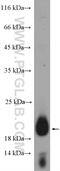 Chromosome 19 Open Reading Frame 12 antibody, 27382-1-AP, Proteintech Group, Western Blot image 