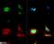 KDEL  antibody, NB300-520, Novus Biologicals, Immunofluorescence image 
