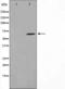 Neuroblastoma breakpoint family member 5 antibody, orb226748, Biorbyt, Western Blot image 