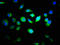Family With Sequence Similarity 89 Member B antibody, LS-C397620, Lifespan Biosciences, Immunofluorescence image 