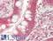 NRP antibody, LS-B13891, Lifespan Biosciences, Immunohistochemistry paraffin image 