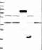 TRPM8 Channel Associated Factor 2 antibody, NBP1-91881, Novus Biologicals, Western Blot image 