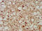 LanC Like 2 antibody, CSB-PA865129LA01HU, Cusabio, Immunohistochemistry paraffin image 