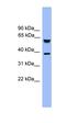 Nestin antibody, orb330997, Biorbyt, Western Blot image 