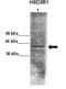 Nanos C2HC-Type Zinc Finger 1 antibody, orb330160, Biorbyt, Western Blot image 