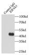 Eukaryotic initiation factor 4A-III antibody, FNab02718, FineTest, Immunoprecipitation image 