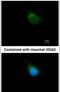Amyloid Beta Precursor Protein Binding Protein 2 antibody, PA5-31005, Invitrogen Antibodies, Immunofluorescence image 