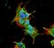 Ankyrin-1 antibody, NBP2-59315, Novus Biologicals, Immunocytochemistry image 